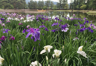 毛越寺あやめ祭り